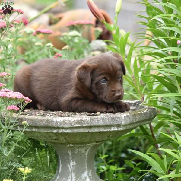 Caddy, Labrador Mix Puppy